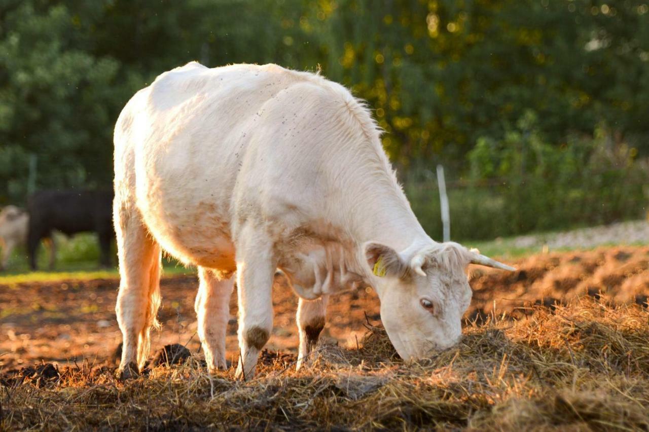 Bio Farma & Penzion Zlaty Hyl Novacany Eksteriør bilde